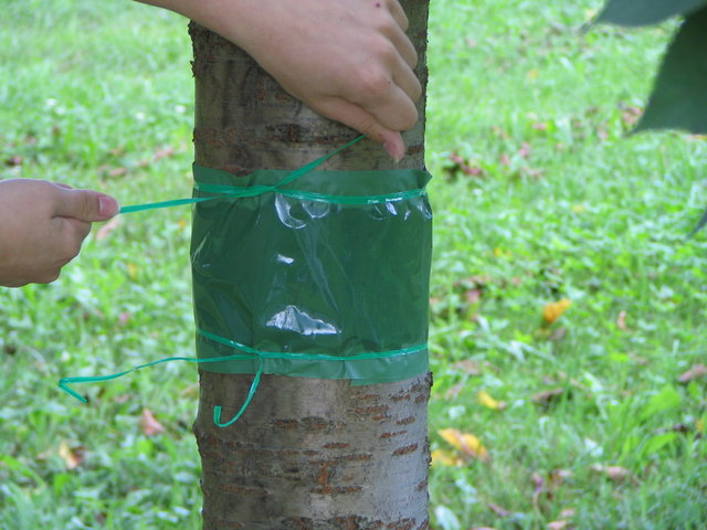Eine von zwei Methoden: entweder einen Fertigleimring am Baum anbinden ... | Foto: LWK