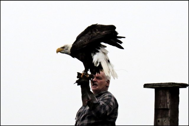 Diese Aufgabe wurde beeindruckend gelöst. Hier ist ein Weißkopfseeadler zu sehen