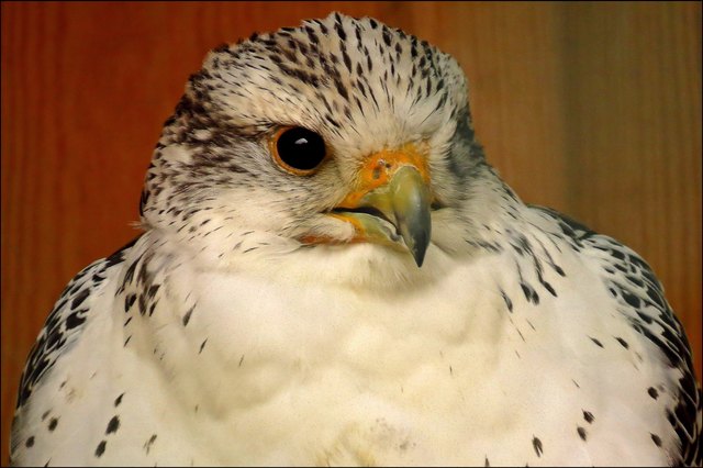 Sieht doch drein wie ein kleiner Spatz, oder?