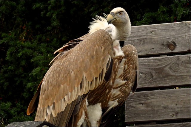 Hat die Autorität von der Natur ins Nest gelegt bekommen