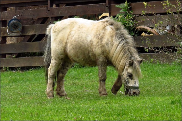 ..und ein Pony.