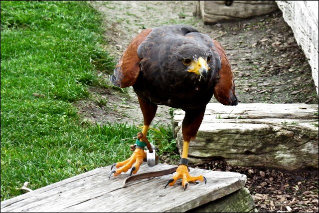 Die großen Vögel haben keine Scheu vor den Zuschauern