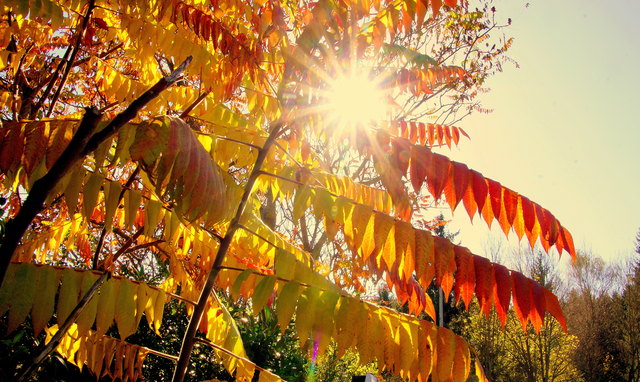 Der bunte strahlende Altweibersommer