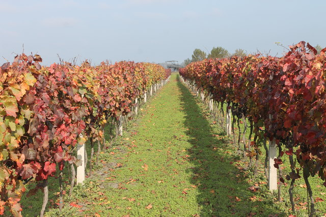 Die Welt färbt sich bunt. Der Herbst ist einfach wunderschön.