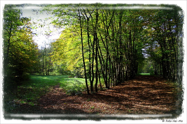 Hier befand sich einst die Paula-Wiese. Wer genau sucht, findet noch die Fundamente des Ferienhauses.