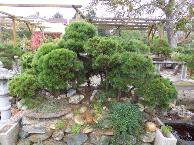 acer palmatum garnet bonsai Acer palmatum 'Garnet' Japanese Maple main image 1