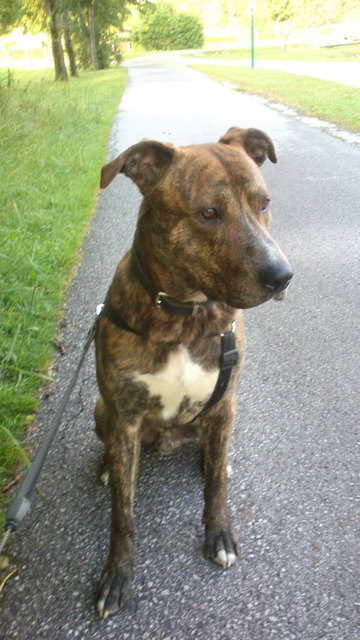 Foto: Tierheim Reutte