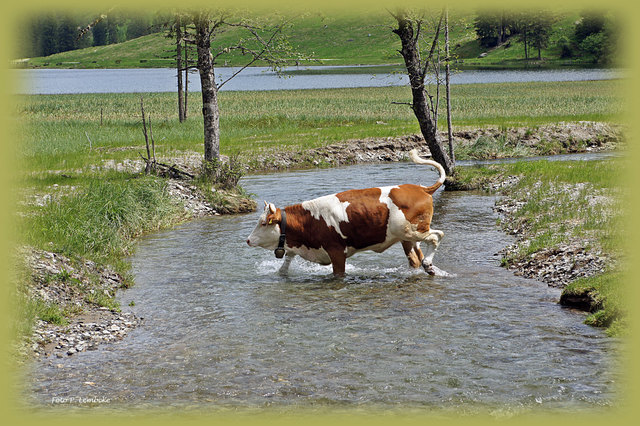Das Futter lockt zum anderen Ufer.