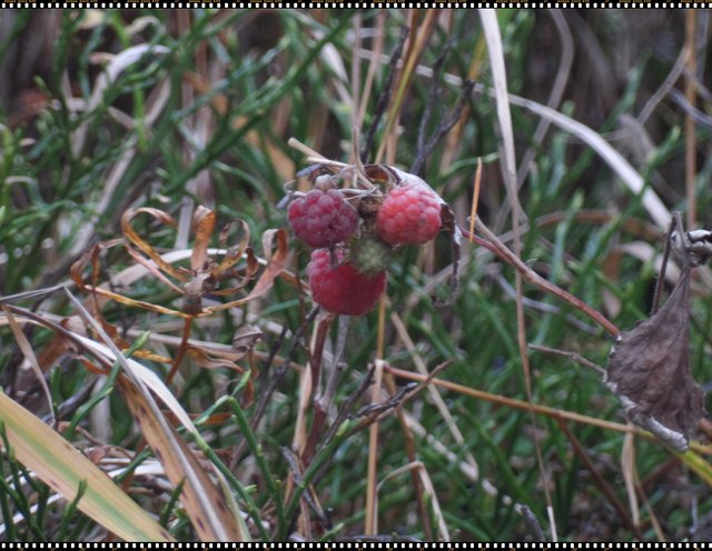 Waldhimbeeren - und das Mitte Oktober auf der Turracher Höhe.