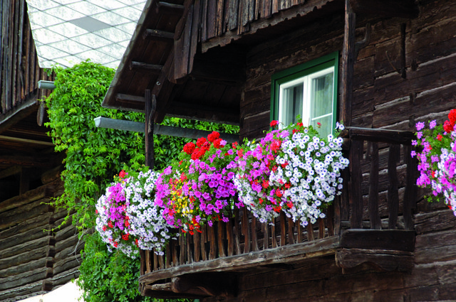 Blumen verschönern jedes Jahr wieder die Region HerzBergLand mit Duft und Farbenpracht. | Foto: Freisinger