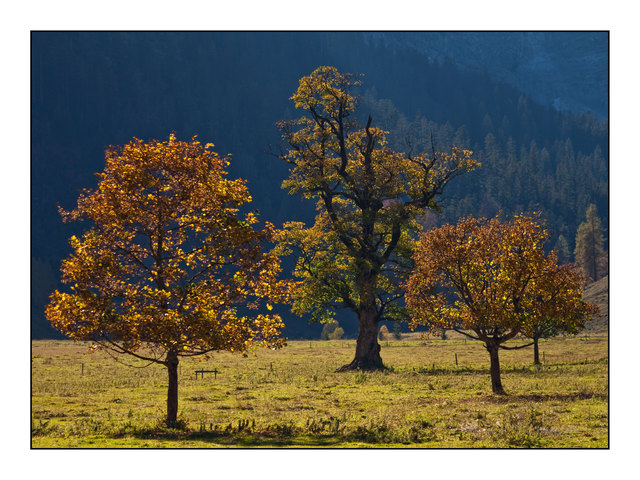 Großer Ahornboden - Landschaftsschutzgebiet - Naturpark Karwendel. Über 2000 Bergahornbäume sind dort anzutreffen und die ältesten Bäume haben ein Alter von über 600 Jahre. Erreichbar ist dieses Tal außerhalb des Winters mit dem Auto nur über Deutschland. © Ing. Günter Kramarcsik