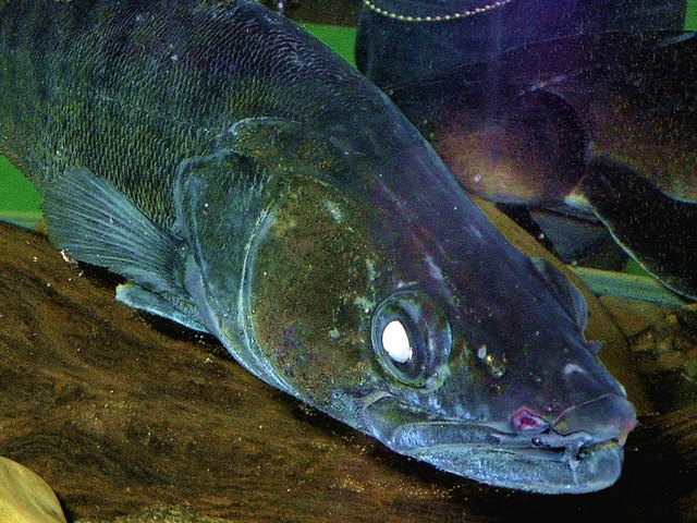 Mit Zonker auf Raubfische Schwechat Mit Zonker auf Raubfische Schwechat