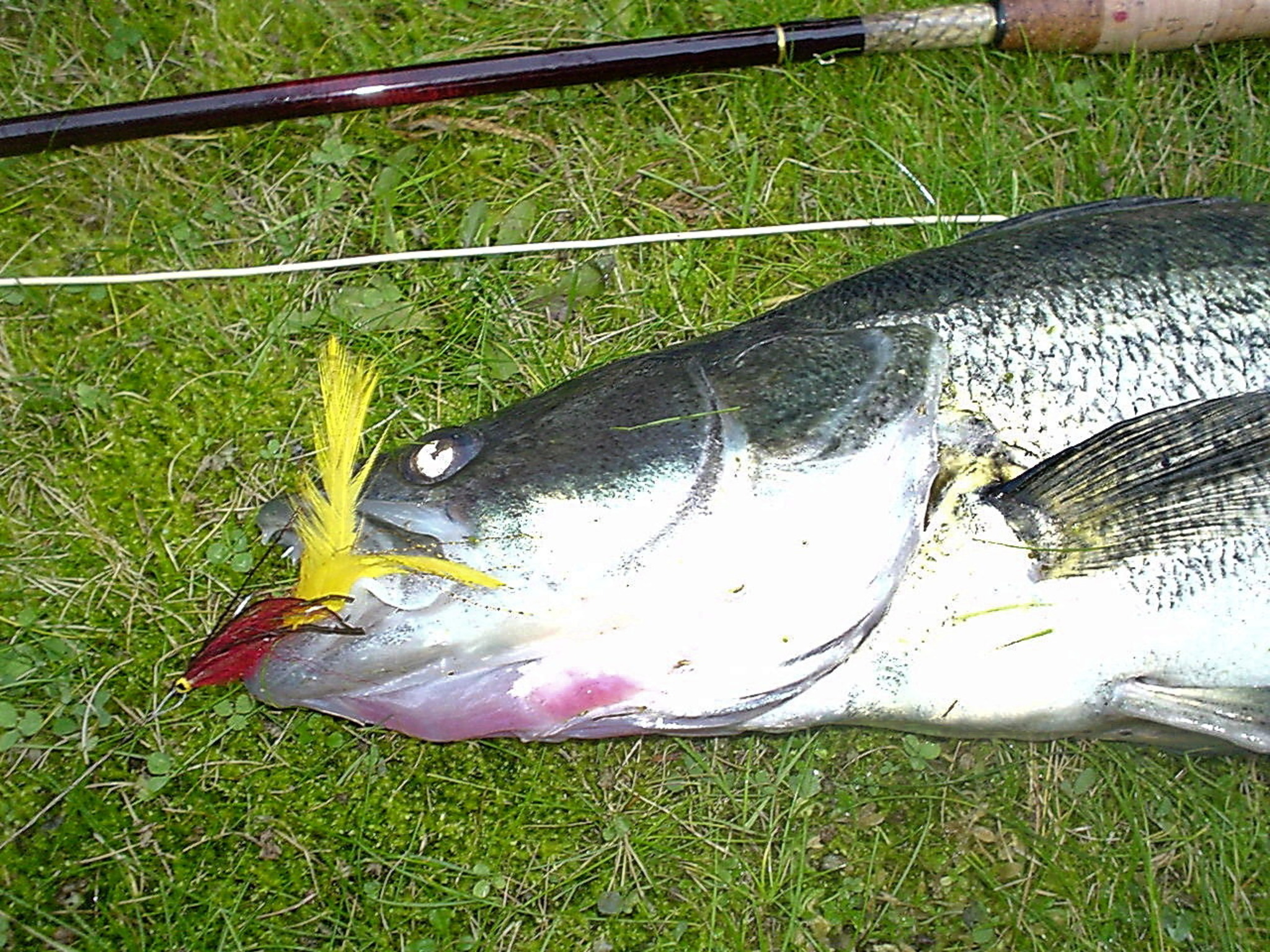 Mit Zonker auf Raubfische Schwechat Mit Zonker auf Raubfische Schwechat