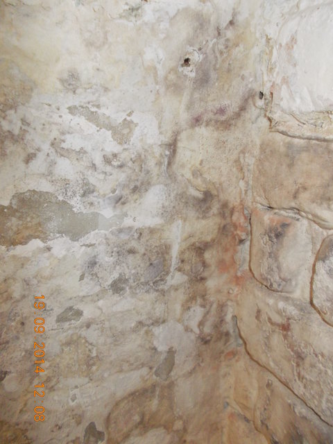 Schimmel, Detail