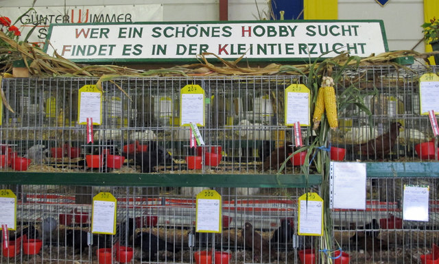 Grafendorf bei hartberg markt sie sucht ihn, Bekanntschaften kostenlos markt hartmannsdorf. Sex anzeigen Gainfarn partnervermittlung umgebung. Ansfelden Grafendorf bei hartberg markt sie sucht ihn: Single treffen