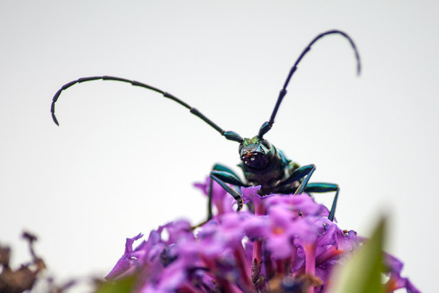 Naturschatz - Sanna. © Ing. Günter Kramarcsik