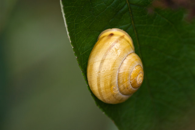 Naturschatz - Sanna. © Ing. Günter Kramarcsik
