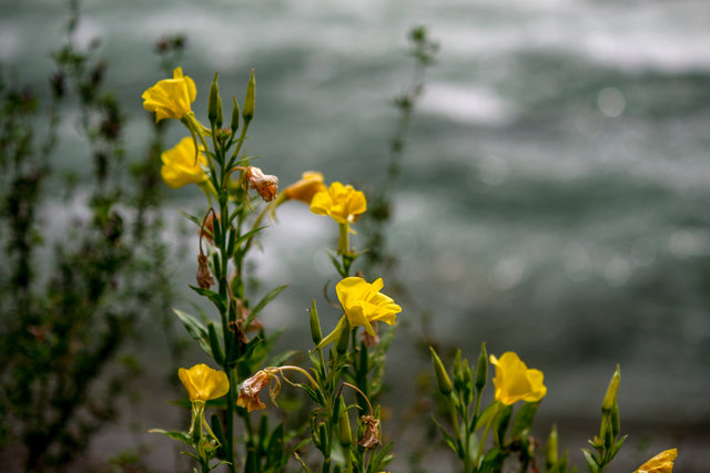 Die Ufer und die Uferwege sind gesäumt von einer Blütenpracht vom Mai bis in den August. © Ing. Günter Kramarcsik