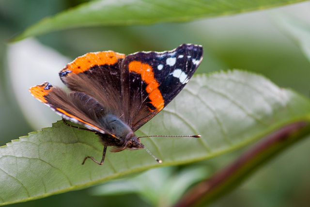 Die blühenden Ufer locken natürlich alle möglichen Insekten an. © Ing. Günter Kramarcsik