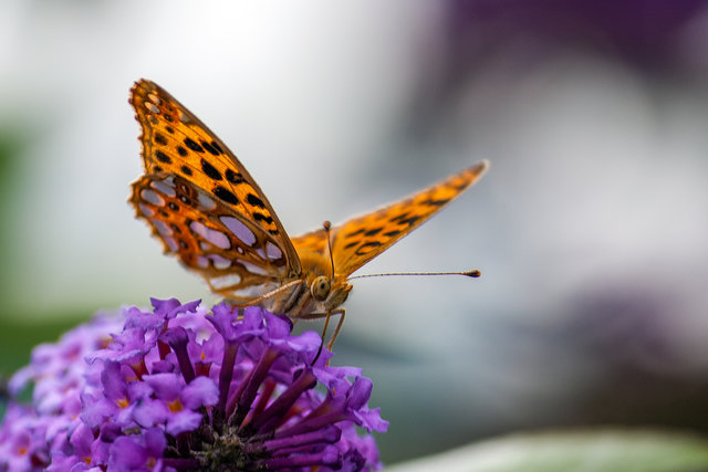 Naturschatz - Sanna. © Ing. Günter Kramarcsik