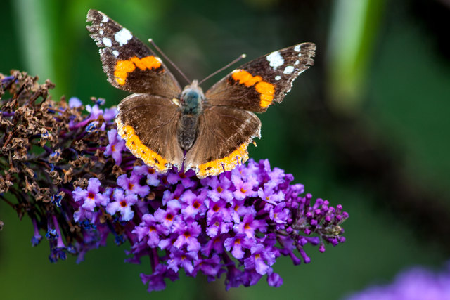 Naturschatz - Sanna. © Ing. Günter Kramarcsik