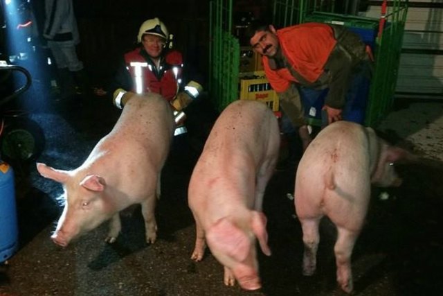 Einsatzleiter Walter Halbwax und Besitzer Herbert Schildböck brachten die Schweine einstweilen im Hof des Nachbarhauses unter. | Foto: Foto: BFKDO Lilienfeld