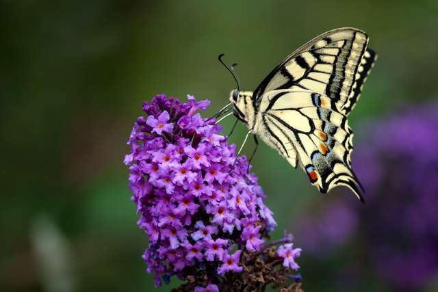 Naturschatz - Sanna. © Ing. Günter Kramarcsik