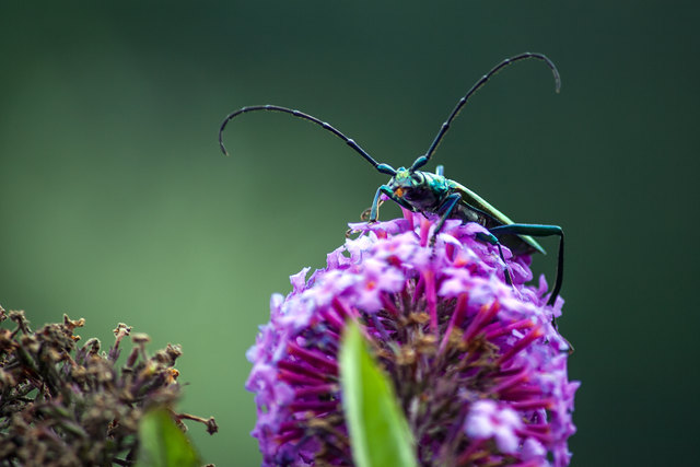 Naturschatz - Sanna. © Ing. Günter Kramarcsik