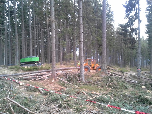 Die Arbeitsbedingungen für den Starkholzschnitt sind im Winter optimal. | Foto: Rinesch
