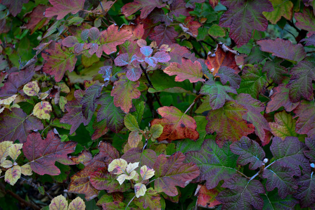... des Herbstes