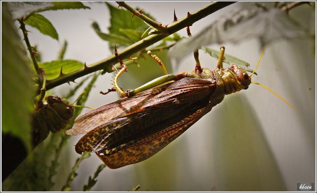 Südamerikanische Riesenheuschrecke (Tropidacris collaris)