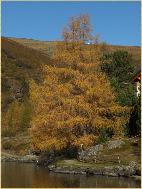 Eine herbstliche Lärche.