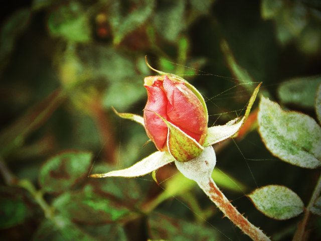 Zart umweben die Spinnengewebe, die Blüte.