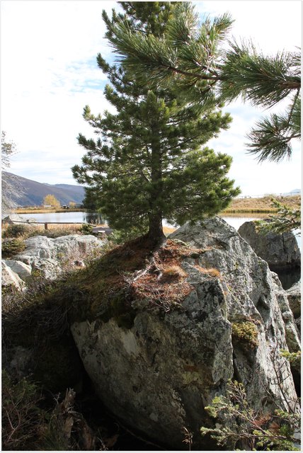 Hat mich fasziniert - der Baum wächst aus dem Felsen.