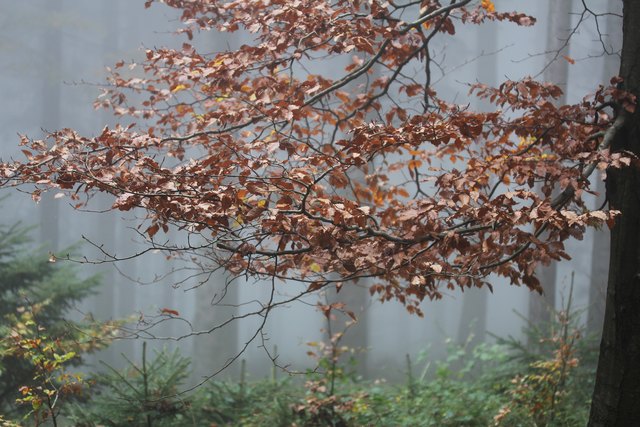 Schön langsam schleicht sich der November an. Manche Buchen-blätter haben schon ihre schönen Farben verloren.