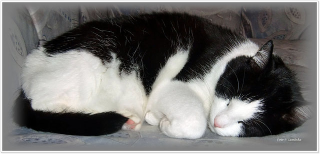 Der Kater nutzt den Nebeltag zum Rasten.