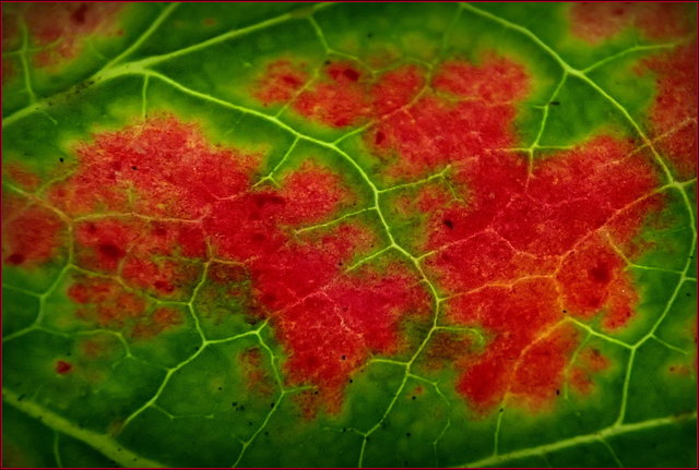 Ein Ribisel- (oder Johannisbeeren) Blatt aus der Nähe betrachtet.