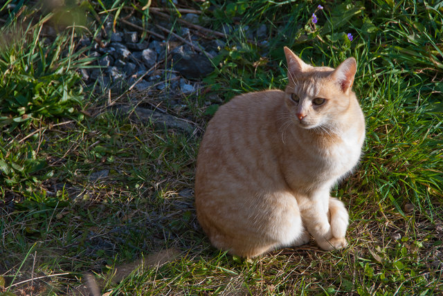 Demonstrativ sieht die Katze beim Fotografieren weg.