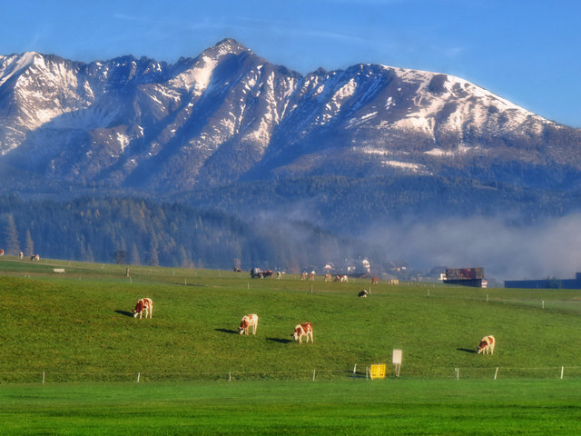 Herbst am Lande zeigt weniger Melancholie, fahle Bäume treten in den Hintergrund, wenn der Herbstwind die farbigen Blätter durcheinander wirbelt. Rinder, die des Nachts auf den Wiesen verbleiben, muhen einander zu am Morgen und nacheinander wird an noch grünen Gräsern gezupft.