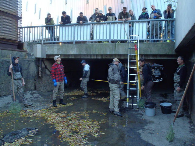 Tolle Aktion: Insgesamt 40 Leute wirkten bei der Fischrettungsaktion mit.