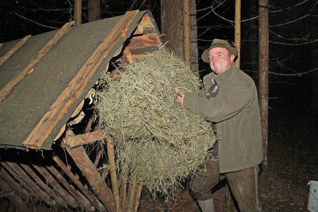 Jäger Franz Modre beim Befüllen einer Wildfütterung mit Heu