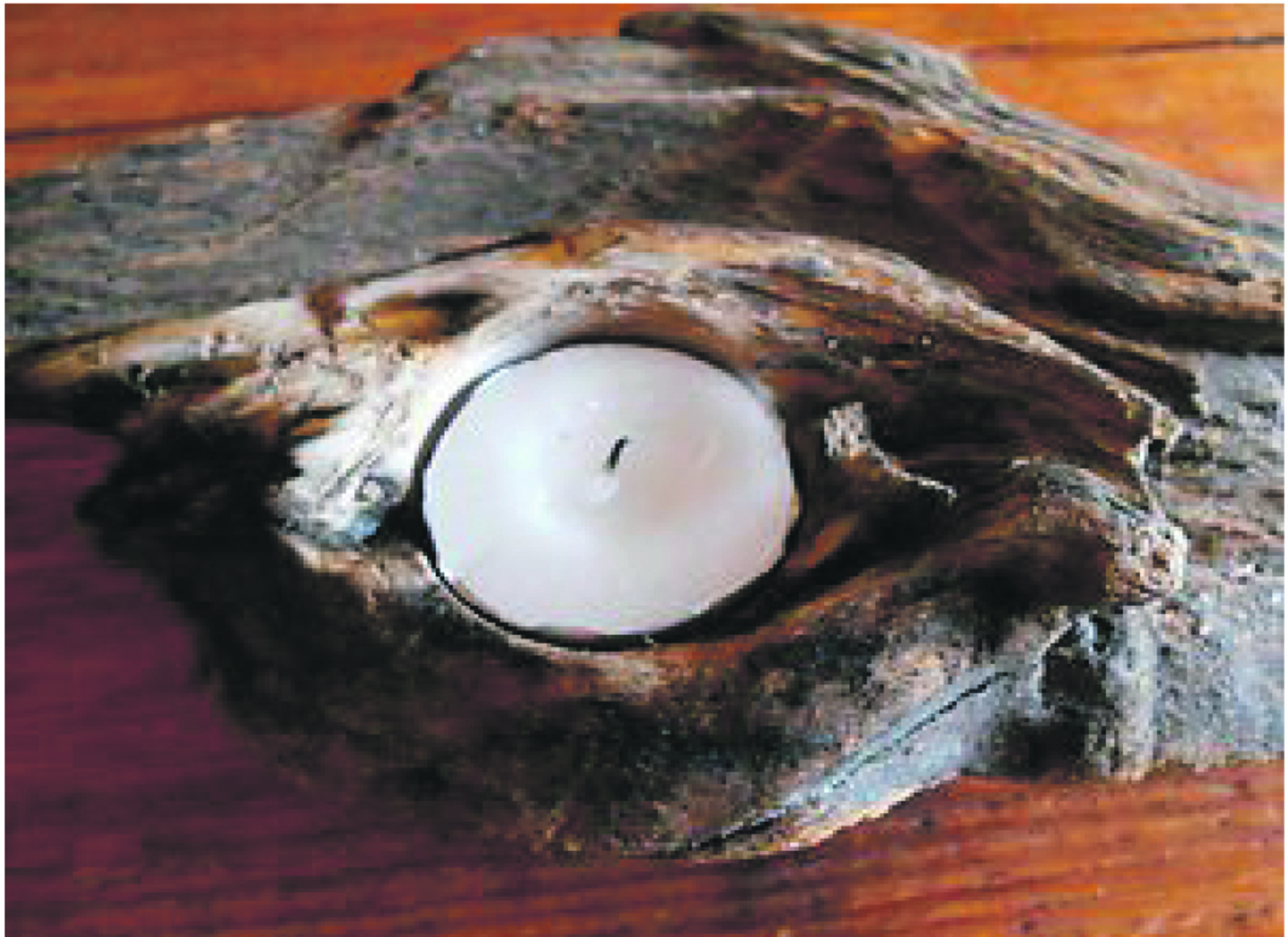 Weihnachtliches Basteln Mit Schwemmholz Und Lech Steinen Reutte