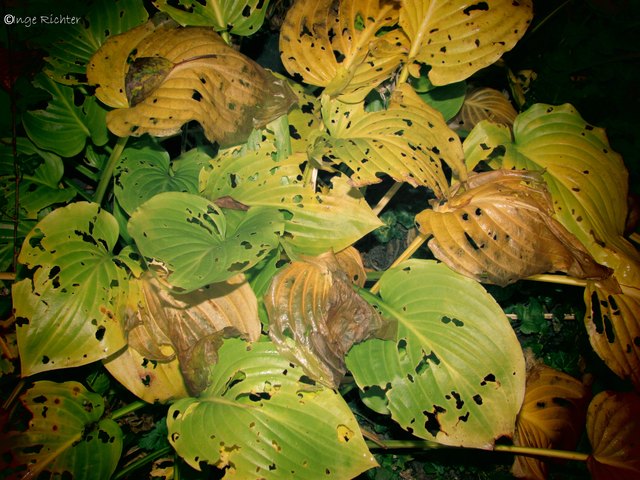 Herbstfärbung und Schneckenfraßlöcher bei den Funkienblättern