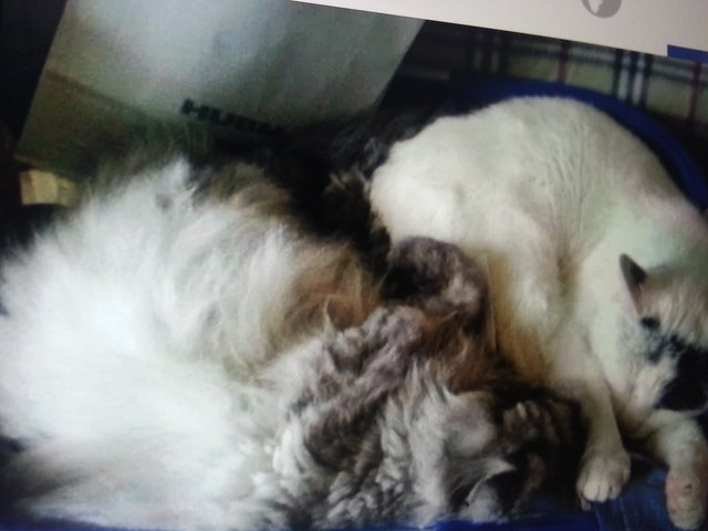 Der silbergraue Perserkater "Gizmo" wird von seinem Frauerl Gerda Rosmann in Wies sehr vermisst.