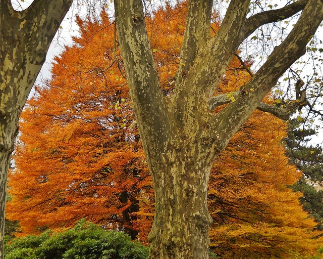 versteckt sich hinter einem Baum. Aufgenommen am 08.11.2014 im Innsbrucker Hofgarten.