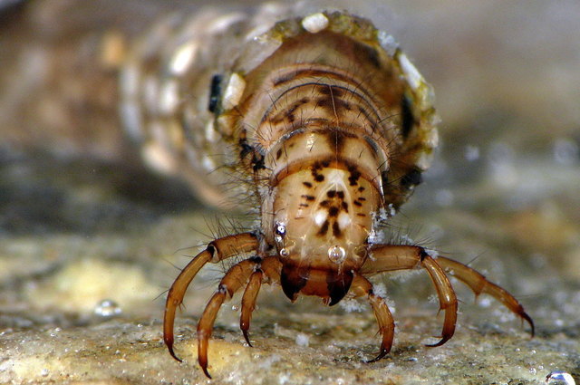 Köcherfliegenlarve (Trichoptera) Schwechat