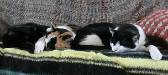 Susi, Puschl und Schecki