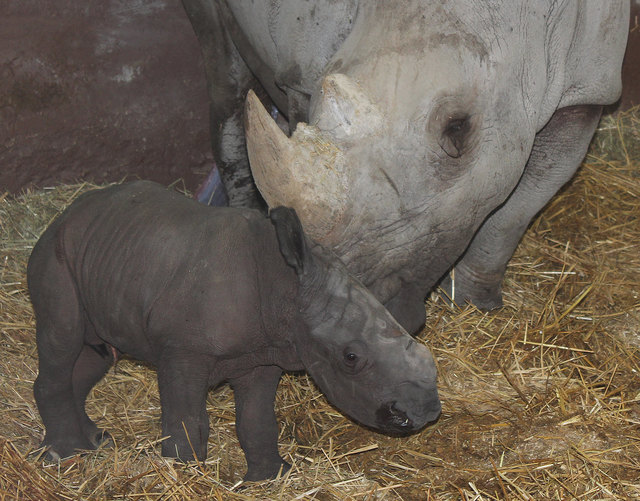 Das Breitmaulnashornbaby ist nach Halbschwester Nala nun schon der zweite Nashornnachwuchs für den Zoo Schmiding. | Foto: Zoo Schmiding
