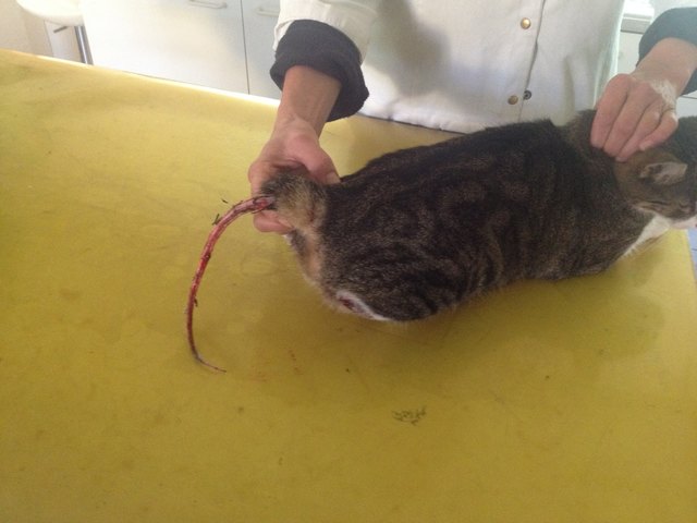 Die Katze wurde offensichtlich mit einer Schlinge um den Schwanz gequält. | Foto: privat