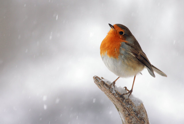 Rotkehlchen trotzden erfolgreich dem Winter - solange es genügend Nahrung für sie gibt. | Foto: Rad